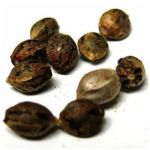 Семена марихуаны АК-47 (Seeds AK-47) в Челябинске Семена марихуаны АК-47 (Seeds AK-47) в Челябинске